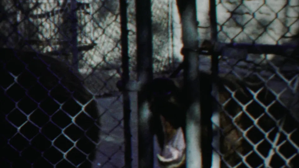 1958 Kansas zoo frame showing a bear behind chain-link fencing, mouth open near metal posts inside the enclosure.
