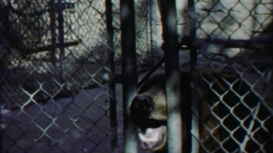 Bear in a fenced zoo enclosure faces the camera through chain-link, with metal posts and pale wall surfaces behind it.