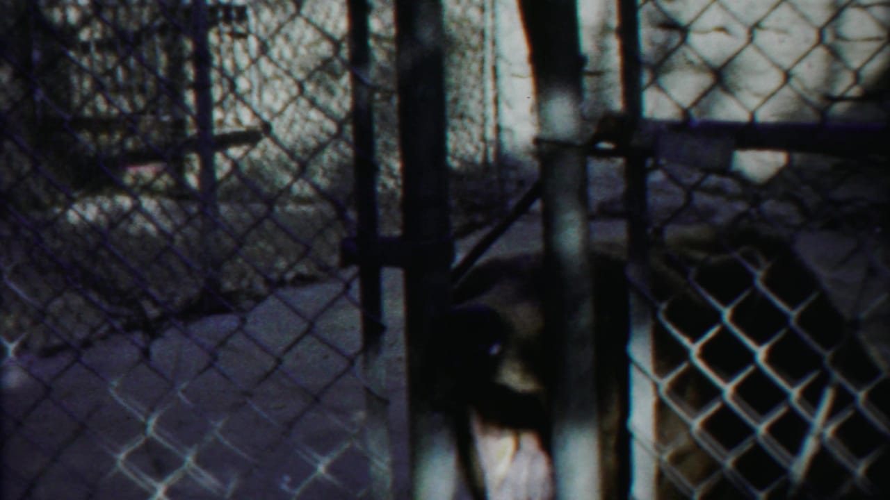 Brown bear partly obscured behind chain-link fencing in daylight.