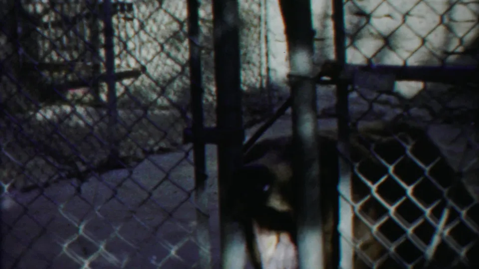 1958 Kansas 8mm frame showing a brown bear partially visible behind chain-link fencing at an animal enclosure.