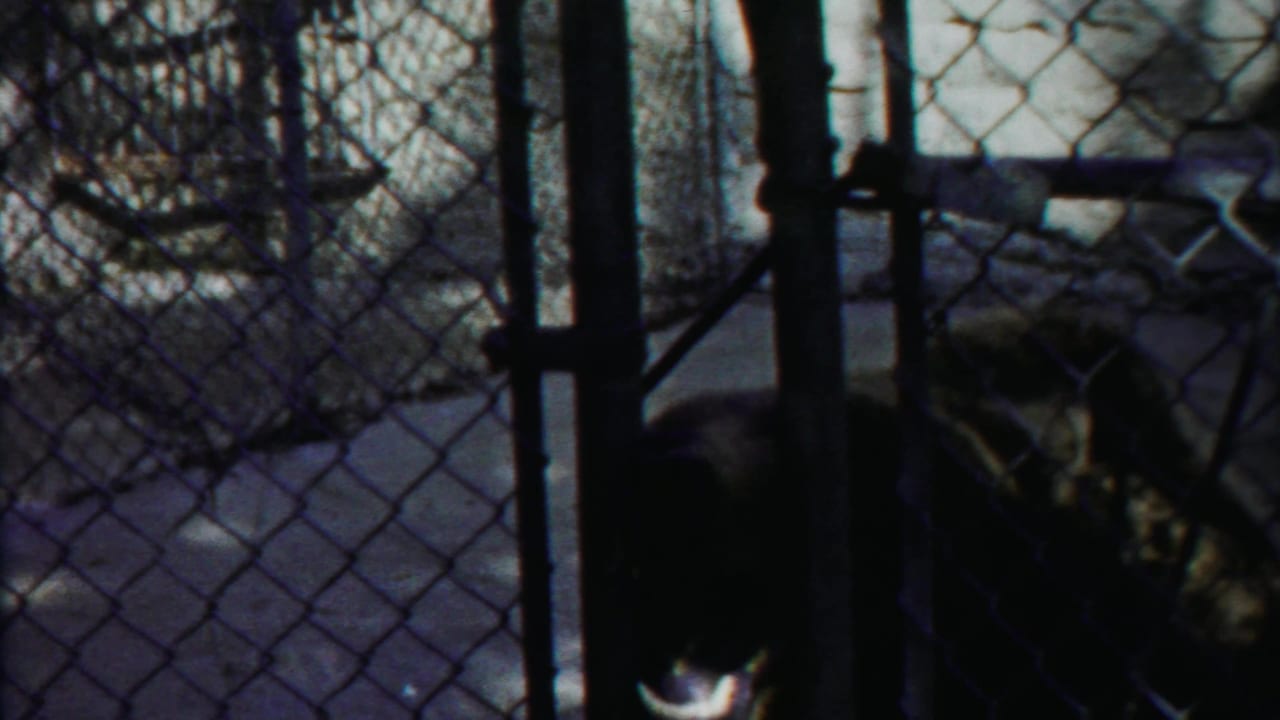 Brown bear seen through chain-link mesh and vertical metal posts in a Cheyenne County, Kansas animal-park enclosure.