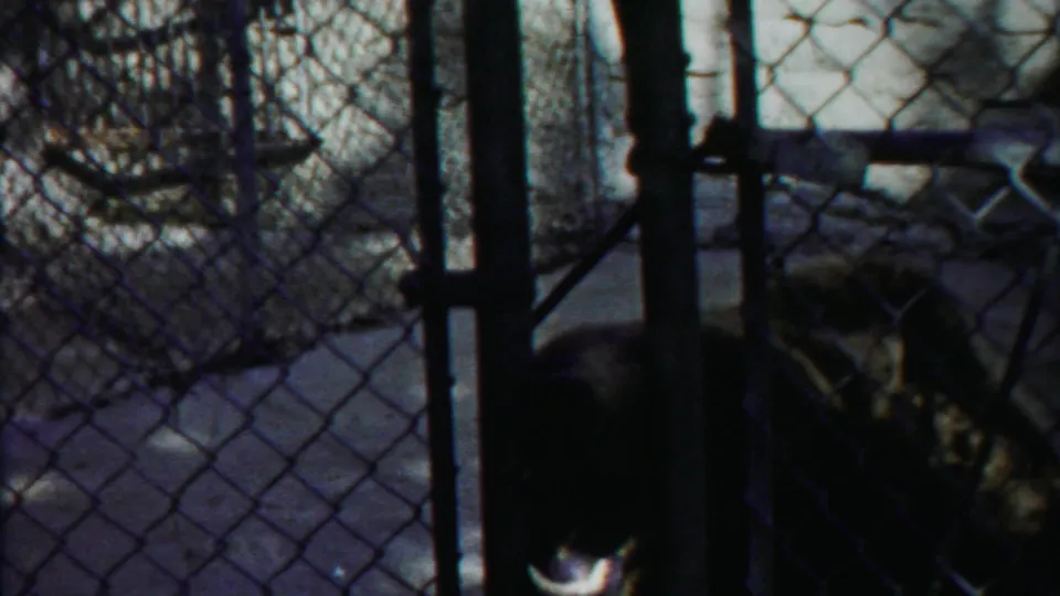 Brown bear seen through chain-link mesh and vertical metal posts in a Cheyenne County, Kansas animal-park enclosure.