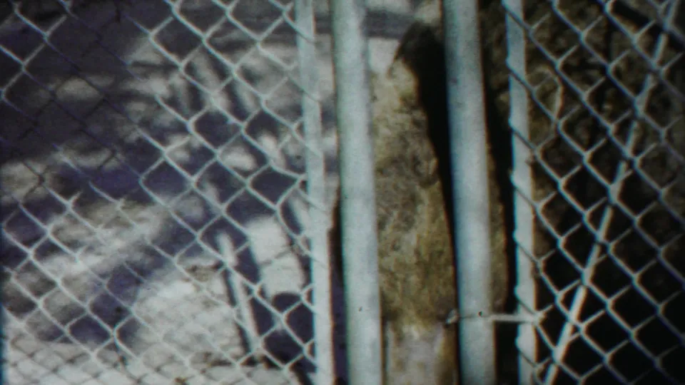 Close, grainy 8mm view of the bear's fur and the chain-link enclosure structure in daylight.