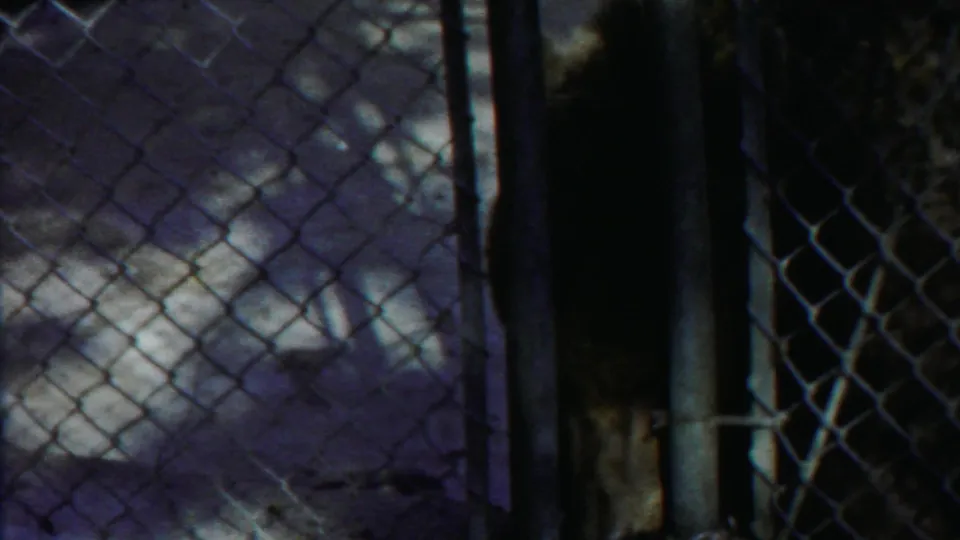 A brown bear remains partly shadowed behind chain-link fencing and metal gate posts in the 1958 Kansas animal-park footage.