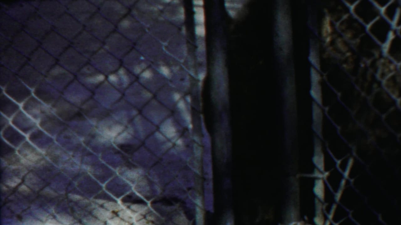 Large dark animal partly obscured behind chain-link fencing.