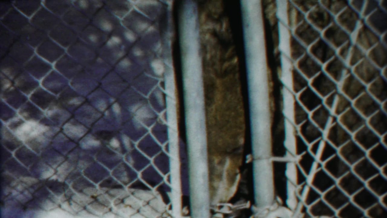 A large animal appears behind chain-link fencing and metal posts in the 1958 Cheyenne County, Kansas footage.