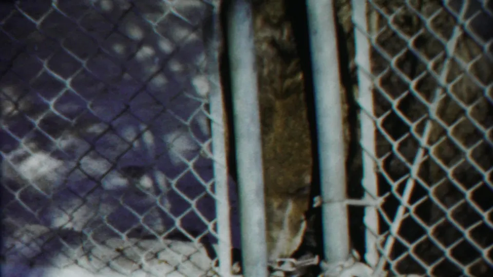 A large animal appears behind chain-link fencing and metal posts in the 1958 Cheyenne County, Kansas footage.