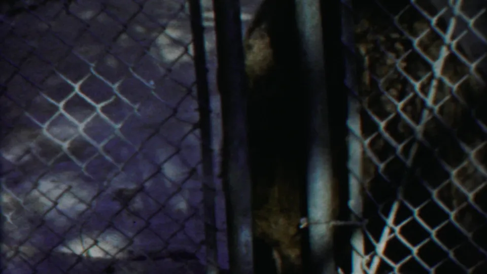 The home-movie view looks through chain-link fencing toward the animal enclosure, with the animal mostly obscured by posts and blur.