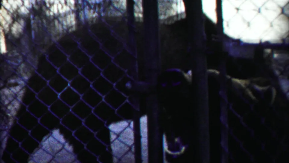 A visitor's hand points toward a large dark animal behind the chain-link enclosure in the 1958 Kansas home movie.