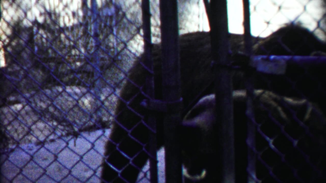 A dark-furred bear stands behind chain-link fencing in what appears to be a 1958 Kansas wildlife or zoo enclosure.
