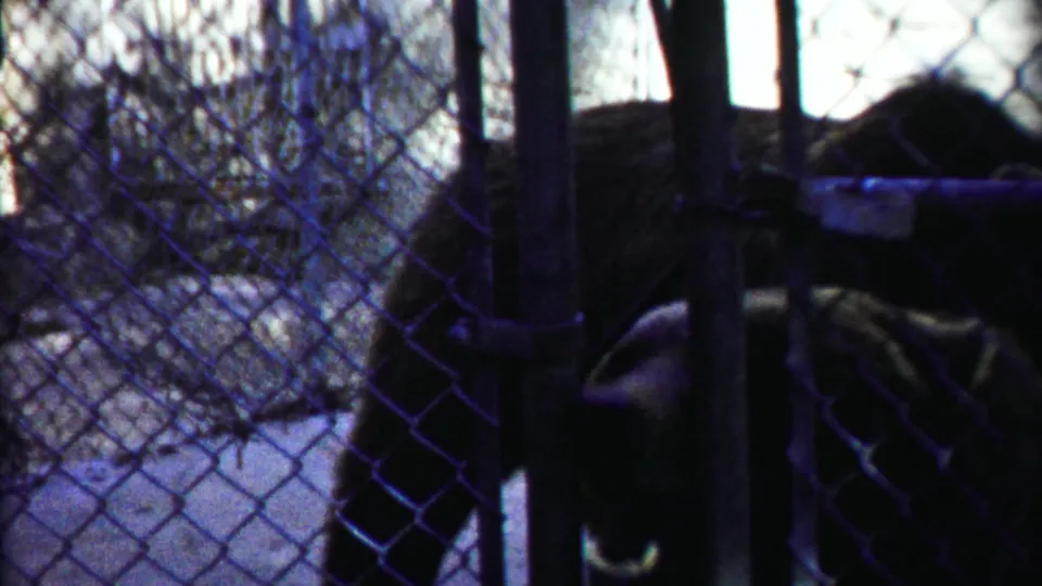 A dark-furred bear stands behind chain-link fencing in what appears to be a 1958 Kansas wildlife or zoo enclosure.