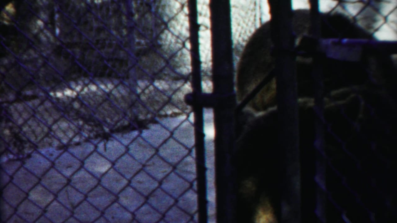 Bear partly visible behind chain-link fence and vertical metal supports.