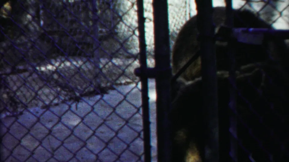 The bear moves behind chain-link fencing, with metal enclosure posts crossing the handheld 8mm frame.