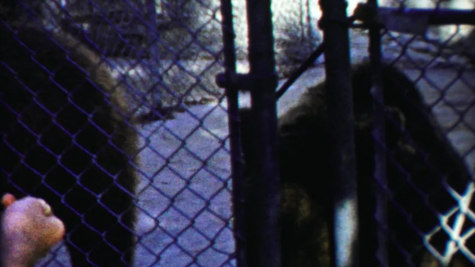 A visitor hand appears at the lower left as the bear stays behind the chain-link fence in the Kansas home-movie footage.