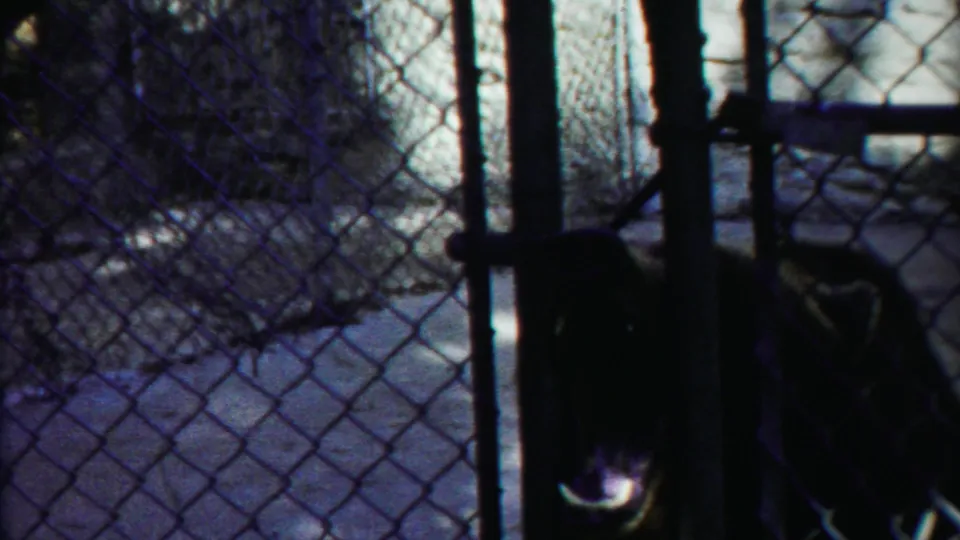 The bear is close to the chain-link fence, its mouth visible in the shadowed right side of the 8mm frame.