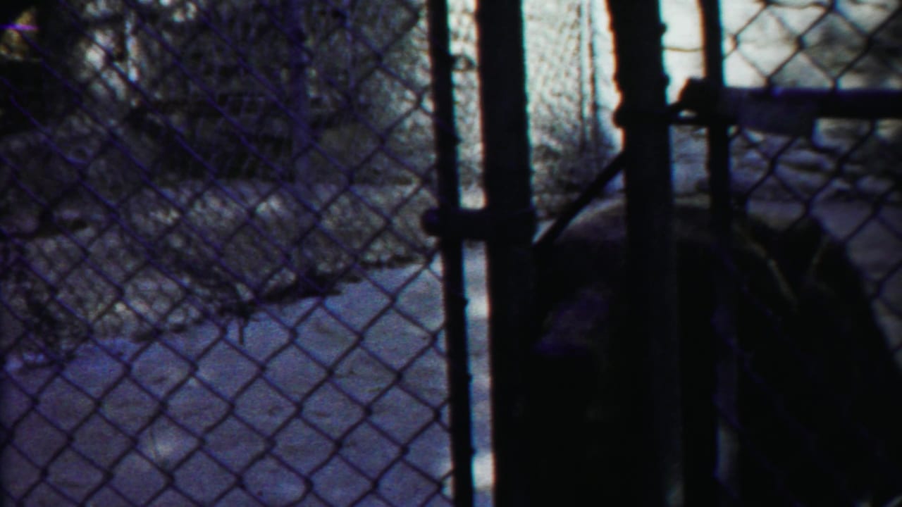 Dark large cat behind chain-link fencing in a shadowed zoo enclosure.