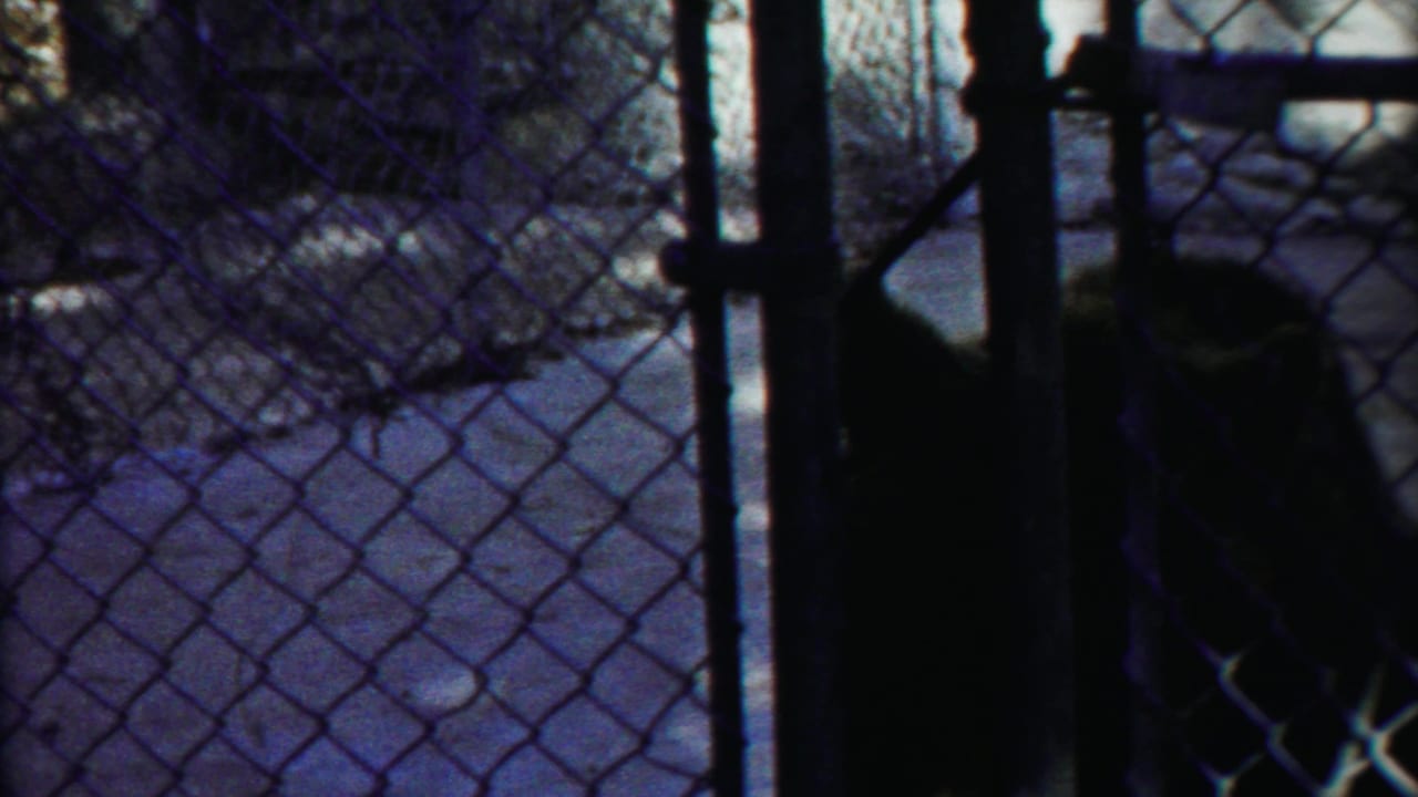 Shadowed large cat partly obscured by fence and cage posts.