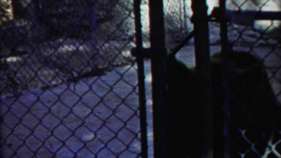 A large cat is partly hidden by chain-link fencing and vertical posts in the Kansas zoo enclosure footage.
