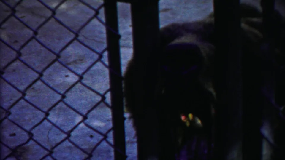 A shadowed large cat stands close to the chain-link barrier in the 1958 home-movie zoo scene.