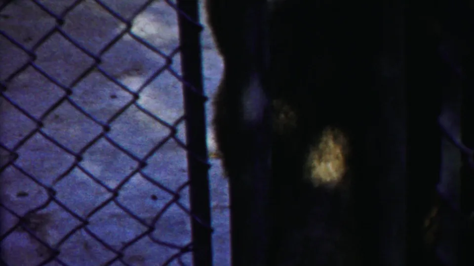 A dark large cat stands at the right edge of a chain-link zoo enclosure in the 1958 Kansas home-movie clip.