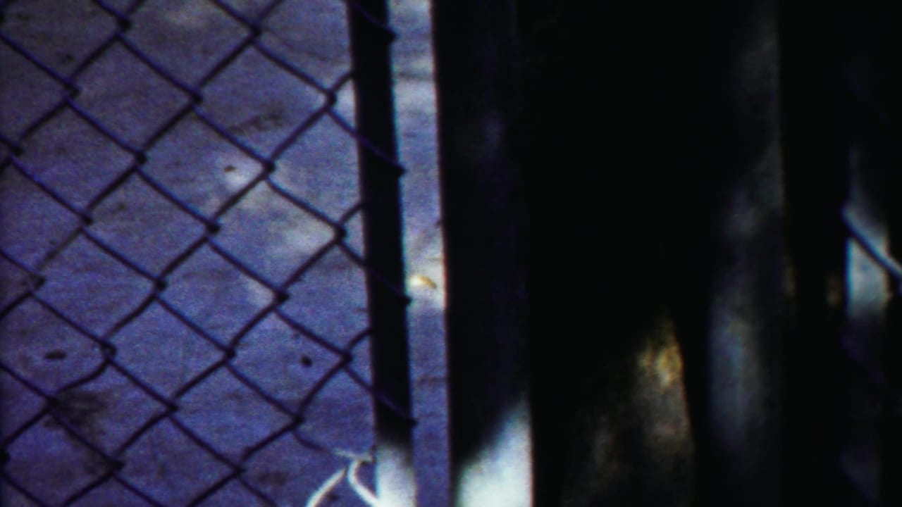Dark bear partly obscured behind chain-link fencing and vertical enclosure posts.
