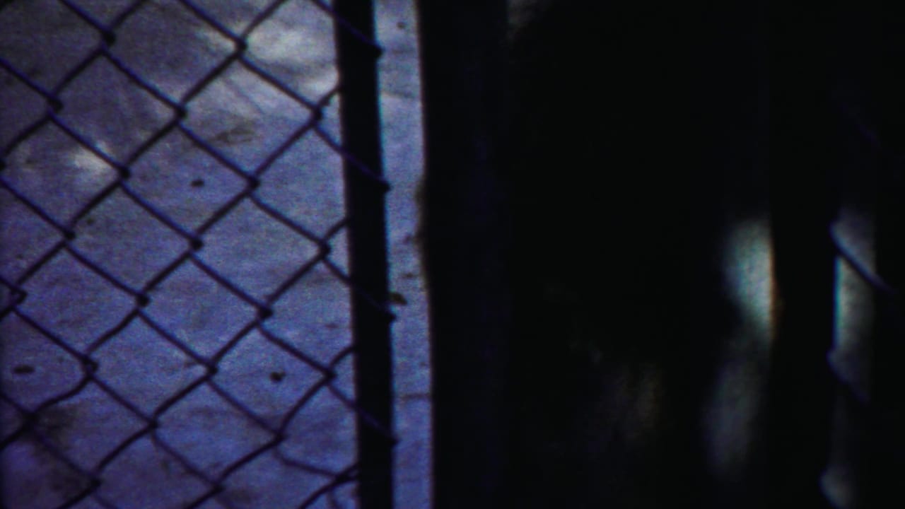 Chain-link fence and concrete enclosure floor with the bear mostly in shadow at right.