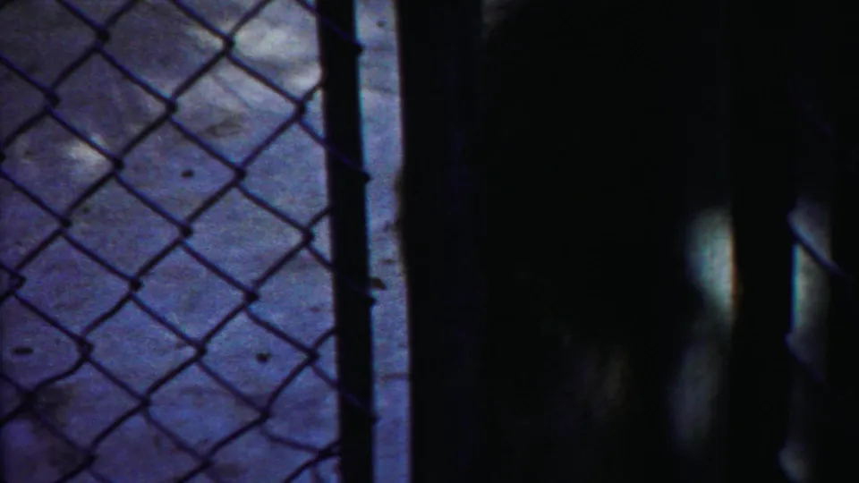 The bear is mostly obscured at the edge of the frame while chain-link fencing and the concrete zoo enclosure remain visible.