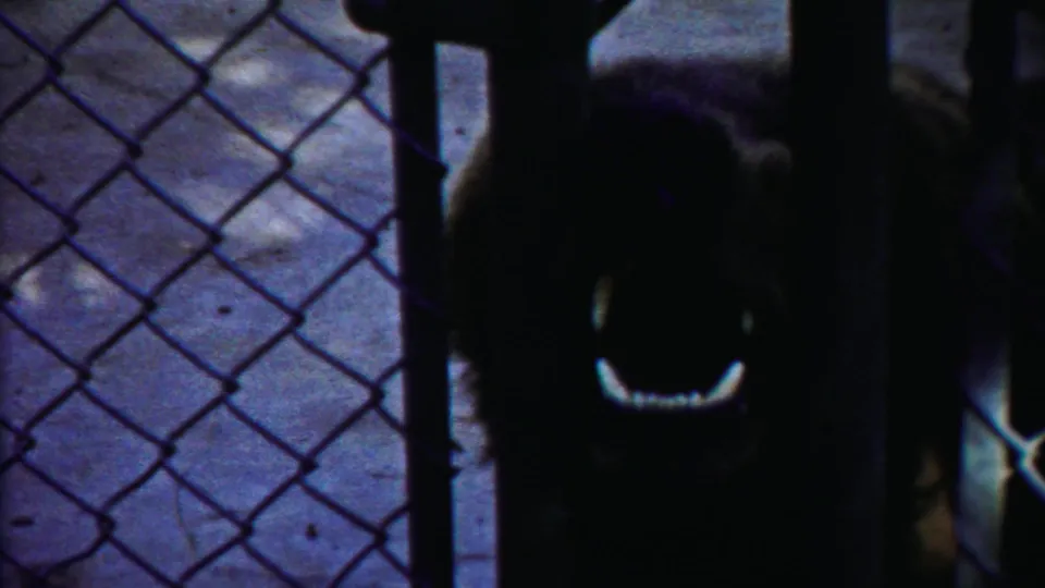 A dark brown bear faces the camera behind the chain-link fence, its mouth area catching light in the dim 1958 zoo footage.