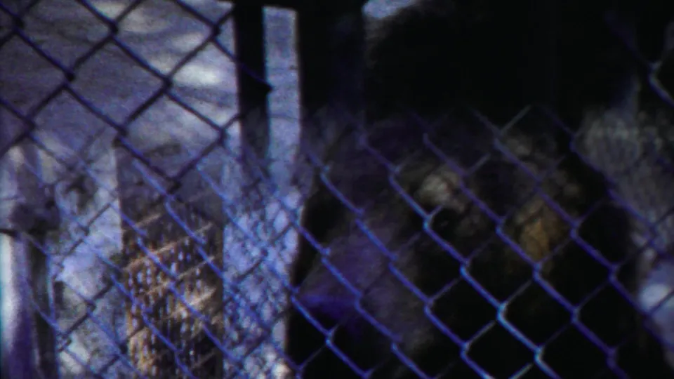 The bear appears close to the fence, possibly reaching toward food or a caretaker just outside the frame, in the supplied Kansas zoo clip.