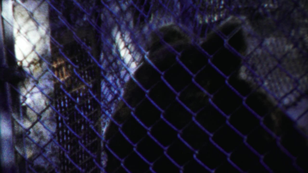 Dark bear behind chain-link fencing in a shadowed outdoor enclosure.