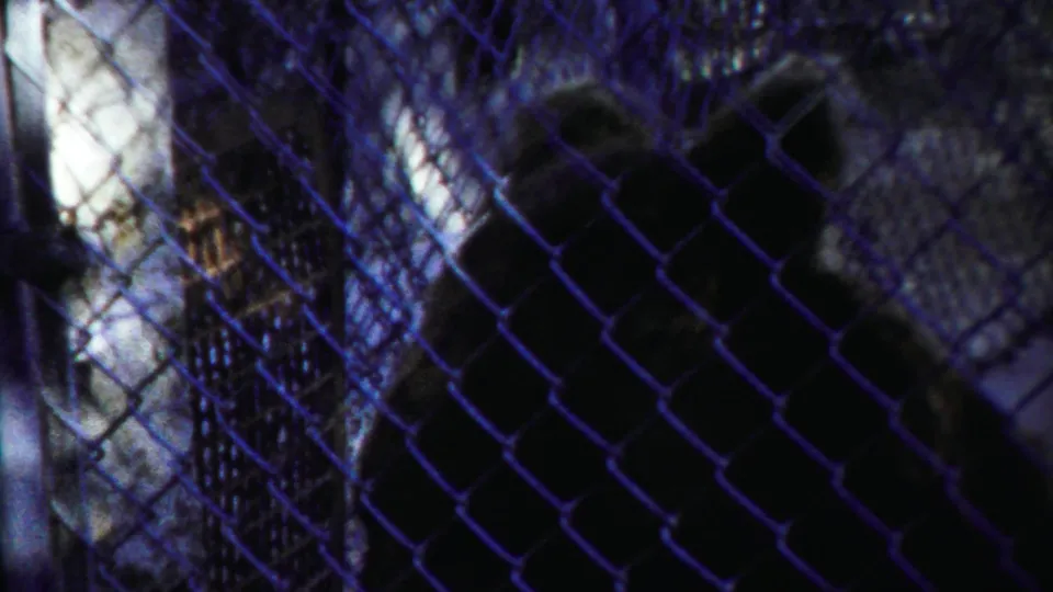 A dark bear stands behind chain-link fencing in 1958 home-movie footage from Cheyenne County, Kansas.