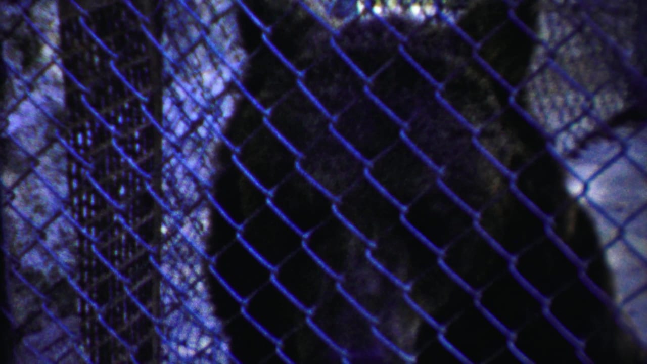 The bear remains mostly in shadow behind the wire mesh, with enclosure supports crossing the 1958 Kansas frame.