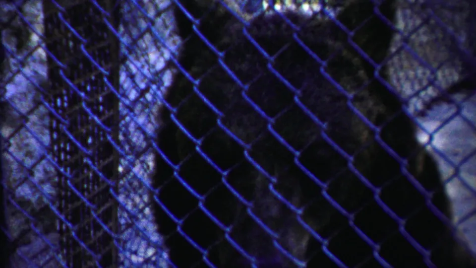 The bear remains mostly in shadow behind the wire mesh, with enclosure supports crossing the 1958 Kansas frame.
