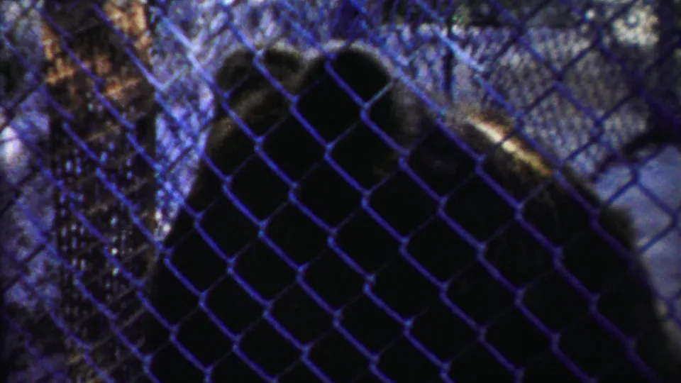 A dark bear shifts position behind the fence, filmed from a handheld visitor perspective in 1958 Cheyenne County, Kansas footage.