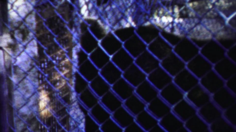 The bear fills much of the frame behind chain-link fencing, its outline softened by grain, shadow, and blue-purple color shift.