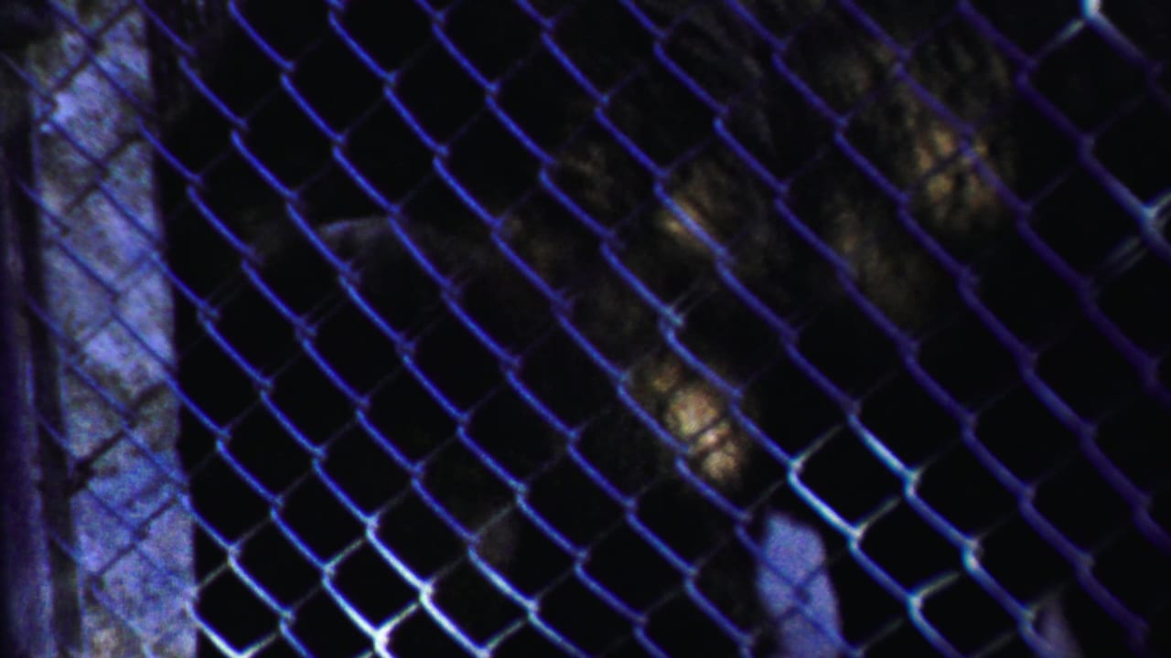 A dark bear is partly visible behind chain-link fencing in 1958 Kansas home-movie footage, with posts and shadows in the enclosure.