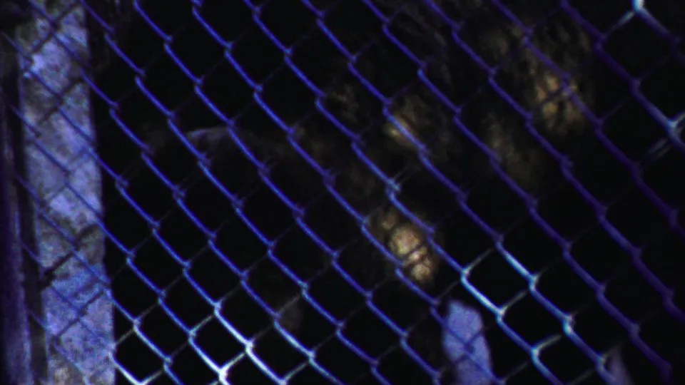 A dark bear is partly visible behind chain-link fencing in 1958 Kansas home-movie footage, with posts and shadows in the enclosure.