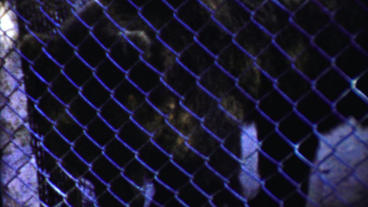 Bear shape seen through chain-link mesh with pale vertical posts behind it.