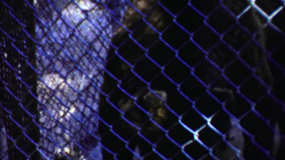 Foreground chain-link mesh dominates the frame while the bear appears low and dark inside the enclosure, consistent with the 1958 Kansas clip metadata.