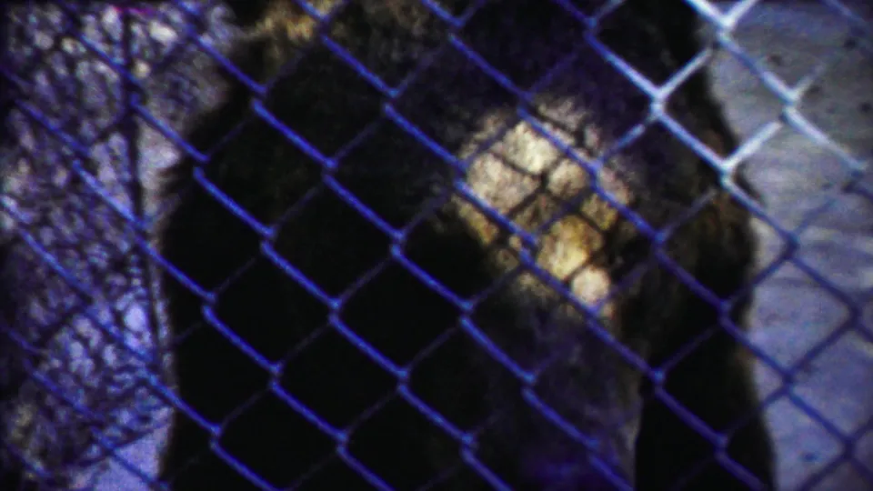 The bear is visible behind blue-tinted chain-link fencing near pale supports, with its dark fur broken by patches of light and shadow.