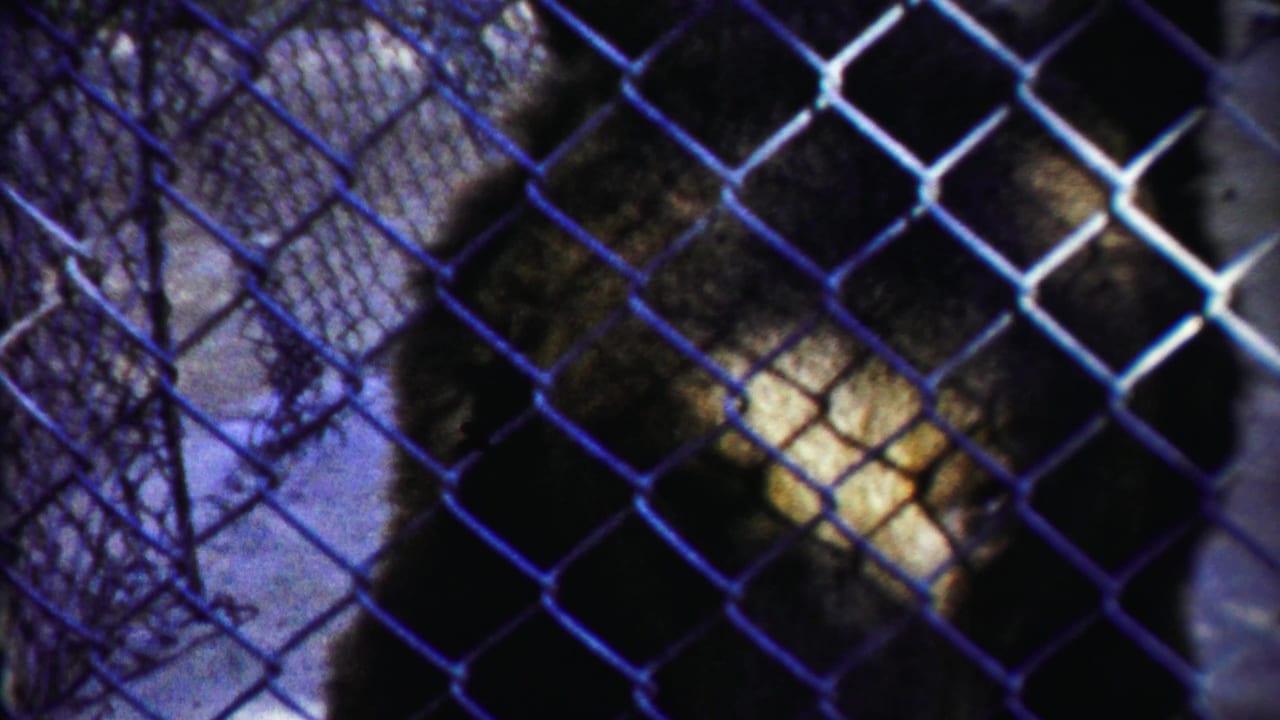 Tiger seen close behind blue-tinted chain-link fencing.