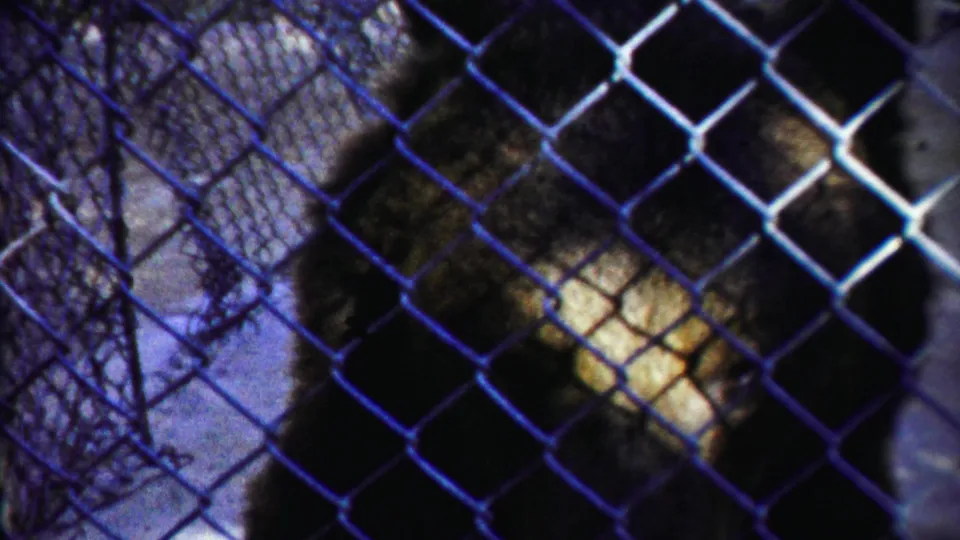 A tiger stands close behind chain-link fencing in 1958 8mm home-movie footage from Cheyenne County, Kansas.