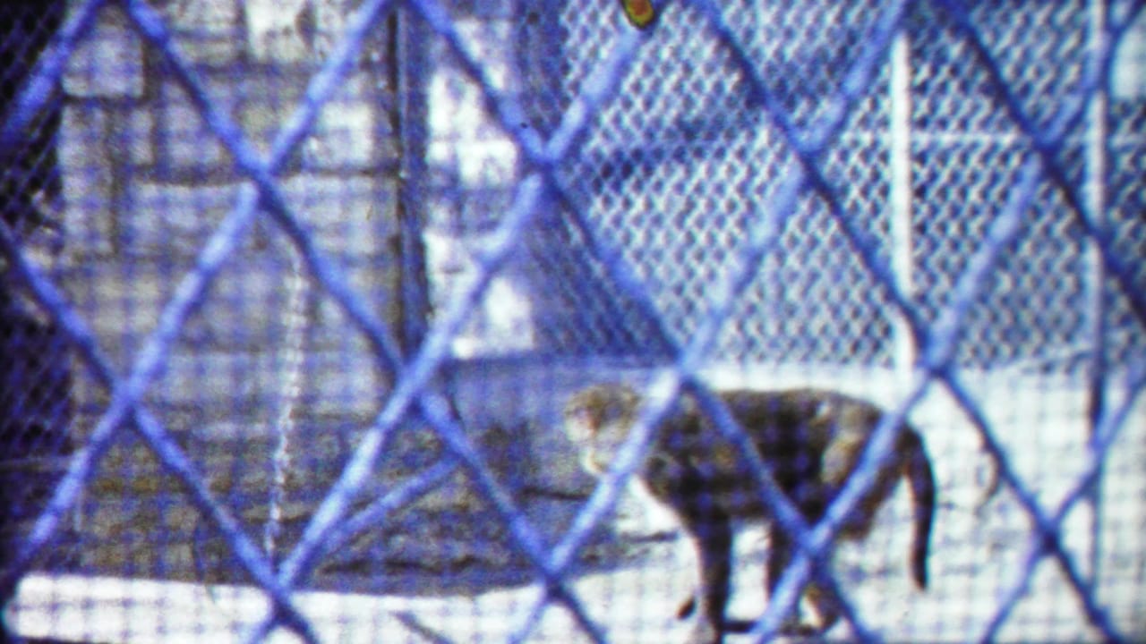 A tiger moves along a concrete zoo enclosure behind layered chain-link fencing in the Kansas home-movie clip.