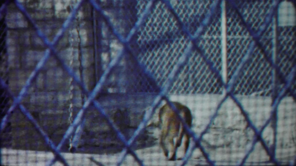 The tiger appears farther back in the enclosure, partly softened by foreground fence and 8mm grain.