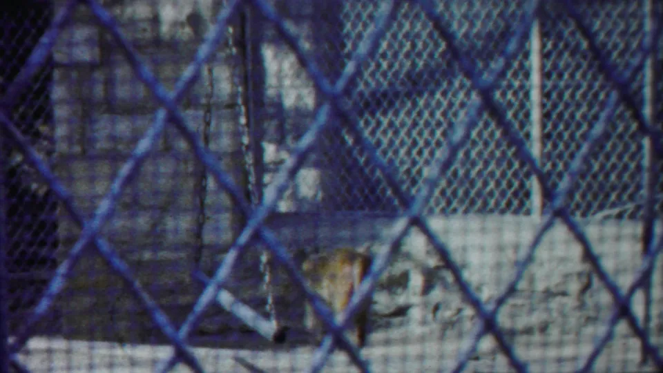 The tiger continues pacing near the back wall of the fenced zoo enclosure in the short 1958 clip.