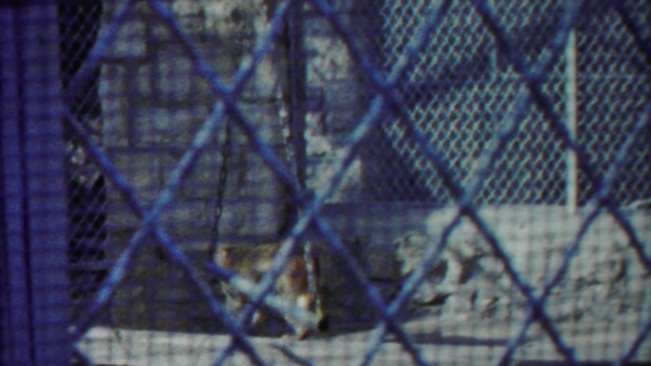 Primate behind chain-link fencing in a stone animal enclosure.