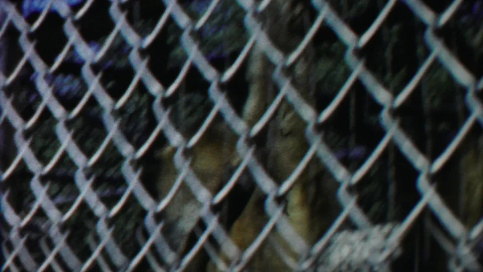 A close view shows the primate partly hidden by chain-link mesh in the 1958 home-movie zoo footage.