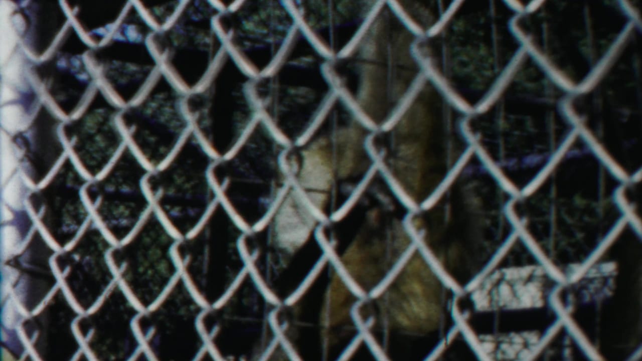 Monkey partly visible behind a chain-link fence in bright outdoor light.