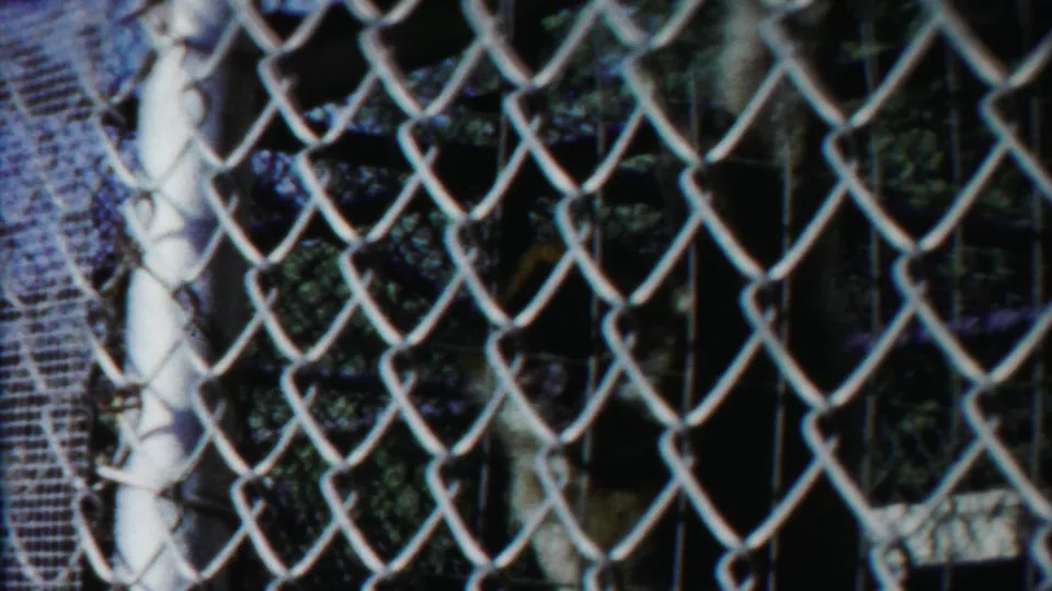 A monkey appears behind a close chain-link fence and white post in this 1958 Cheyenne County, Kansas frame.