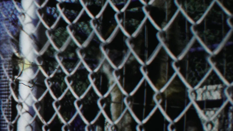 The monkey hangs or moves behind the foreground chain-link fence, with dark enclosure mesh and foliage beyond.